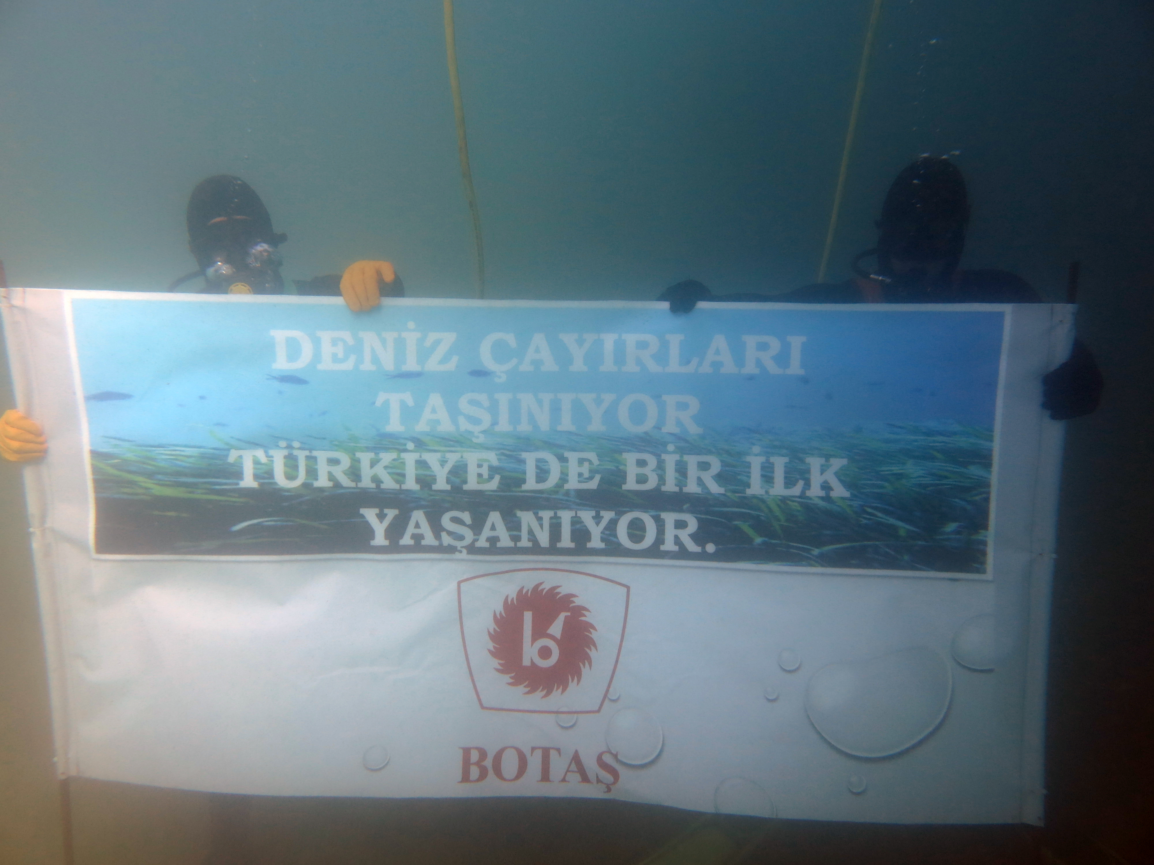 Türkiye'de Bir İlk Yaşanıyor: Deniz Çayırları Taşınıyor